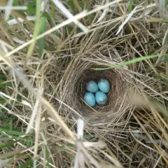 Clay-colored Sparrow thumbnail 1
