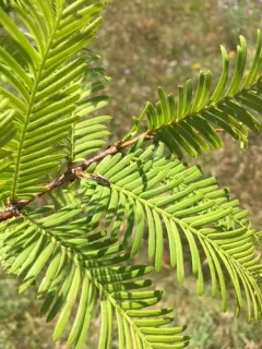 dawn redwood thumbnail 4