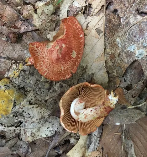 dappled webcap