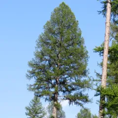 western larch thumbnail 3