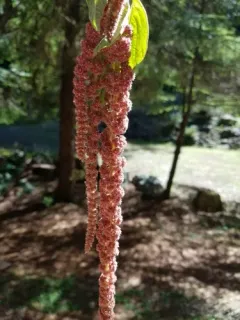 Love-lies-bleeding thumbnail 4