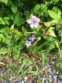 Knotted Crane's-bill thumbnail 4