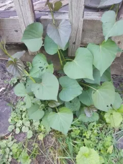 sweet potato thumbnail 4