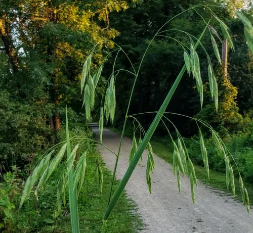 broad-glumed brome