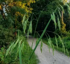 broad-glumed brome thumbnail 1