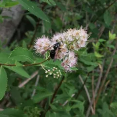 Parasitic Aerial Yellowjacket thumbnail 2