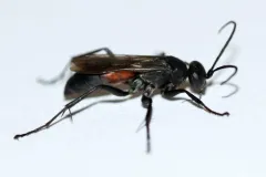 Ammosphex michiganensis thumbnail 1