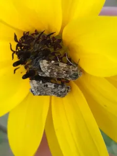 Gold-edged Gem Moth thumbnail 3