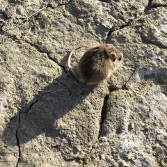 Western Harvest Mouse thumbnail 2