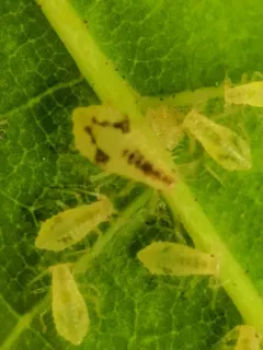 Norway Maple Aphid thumbnail 2