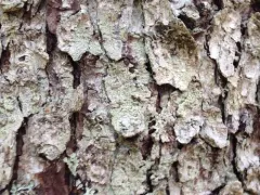 Loxospora elatina thumbnail 4
