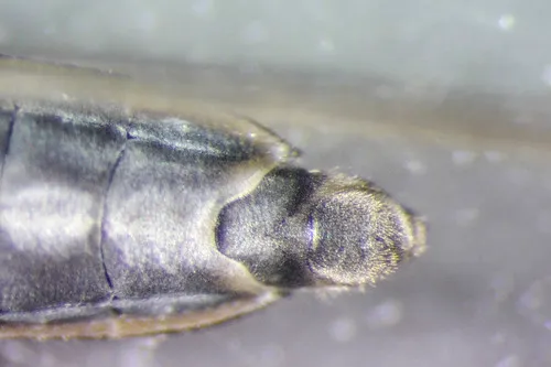 Gerris alacris