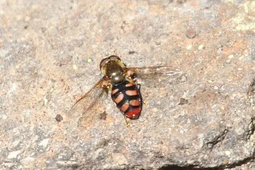 Yellow-tailed Aphideater
