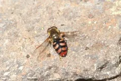 Yellow-tailed Aphideater thumbnail 1