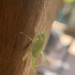 Southern Oak Bush-cricket thumbnail 3