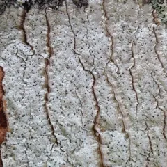 Can-of-worms Lichen thumbnail 4