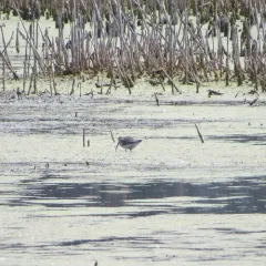Stilt Sandpiper thumbnail 3