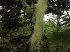 Usnea merrillii thumbnail 3