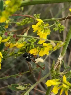 Pseudepipona aldrichi thumbnail 2