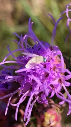 Tmemophlebia vockerothi thumbnail 2