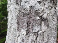 Beaded Rim-lichen thumbnail 3