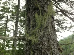 Bony Beard Lichen thumbnail 4
