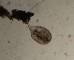 Trachelius ovum thumbnail 2