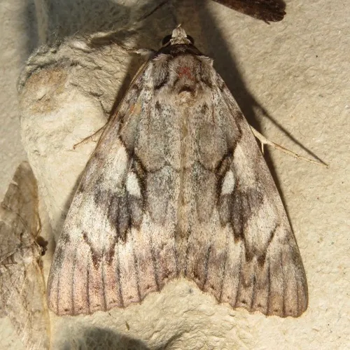 Yellow-banded Underwing