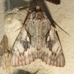 Yellow-banded Underwing thumbnail 1
