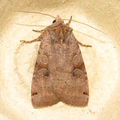 Smith's Dart