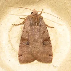 Smith's Dart thumbnail 1