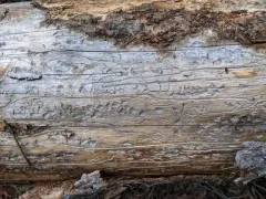 Mountain Pine Beetle thumbnail 3