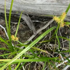 retrorse sedge thumbnail 2