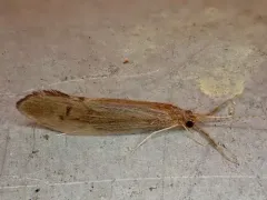 Inconspicuous Long-horned Caddisfly thumbnail 4