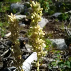 roundleaf alumroot thumbnail 2