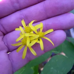 Arrowleaf Senecio thumbnail 4