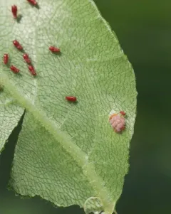 Silphium rust thumbnail 4