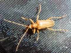 Centrodera dayi thumbnail 3