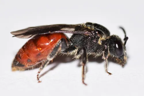 Scalloped Cuckoo Sweat Bee