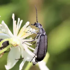 Clematis Blister Beetle thumbnail 2