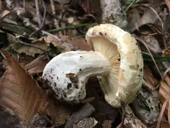 Leucopaxillus tricolor thumbnail 2