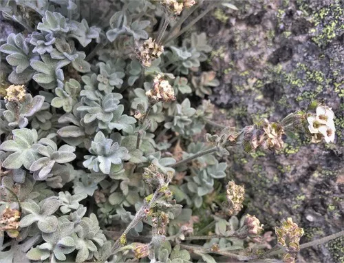 Alpine Smelowskia