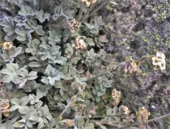 Alpine Smelowskia thumbnail 1