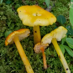 Golden Waxy Cap thumbnail 4