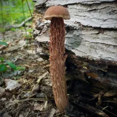 Russell's Bolete thumbnail 2