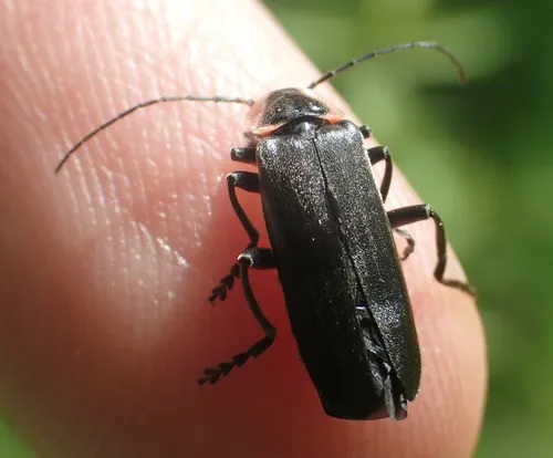 Carolina Cantharid