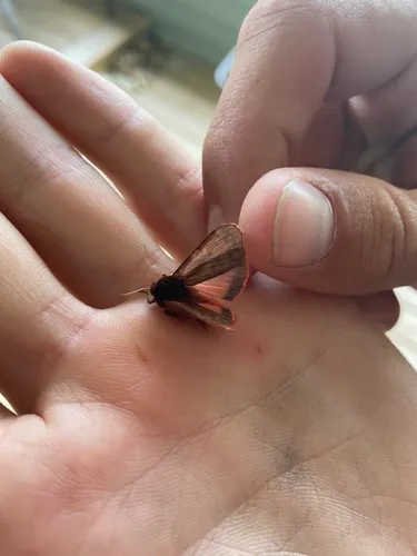 Lined Ruby Tiger Moth
