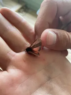 Lined Ruby Tiger Moth thumbnail 1