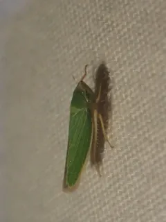 Draeculacephala crassicornis thumbnail 3
