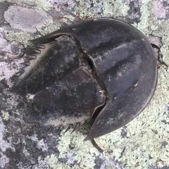 Atlantic Horseshoe Crab thumbnail 3